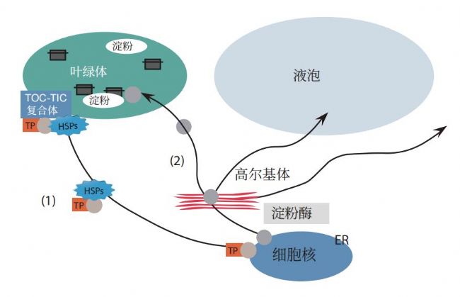 利用密度梯度超速離心法從(cong) 水稻幼苗中分離和富集高爾基體(ti) 