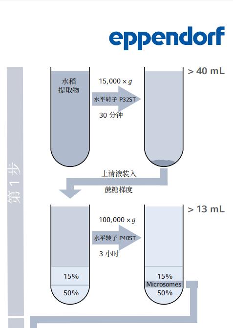 利用密度梯度超速離心法從(cong) 水稻幼苗中分離和富集高爾基體(ti) 